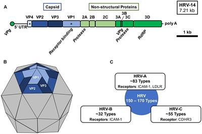 <mark class="highlighted">Rhinovirus</mark> Biology, Antigenic Diversity, and Advancements in the Design of a Human <mark class="highlighted">Rhinovirus</mark> Vaccine